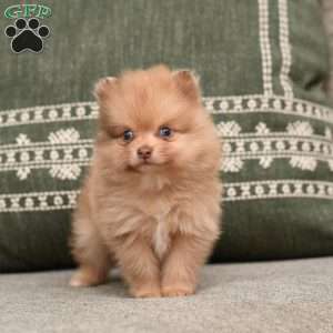 Brady, Pomeranian Puppy