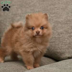 Brady, Pomeranian Puppy