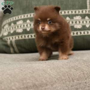 Blake, Pomeranian Puppy