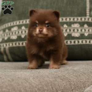 Blake, Pomeranian Puppy