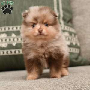 Bailey, Pomeranian Puppy