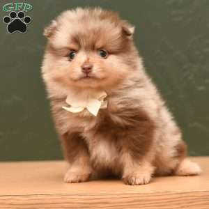 Bailey, Pomeranian Puppy