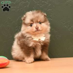 Bailey, Pomeranian Puppy
