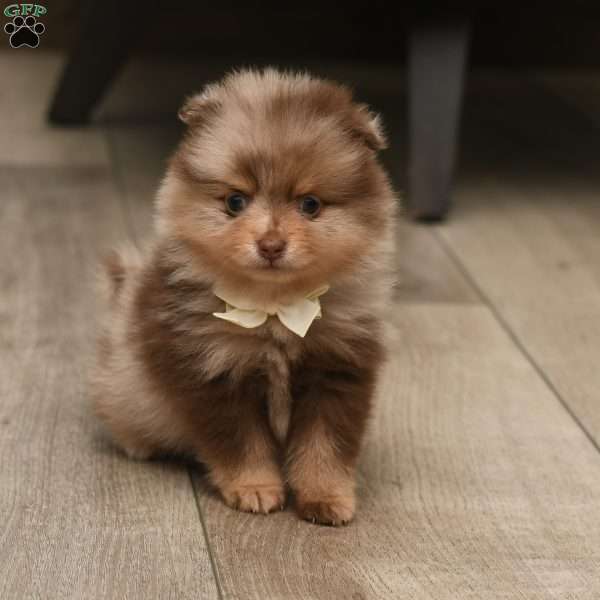 Bailey, Pomeranian Puppy