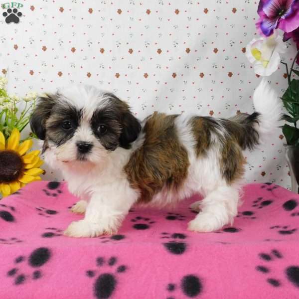 Brownie, Shih Tzu Puppy