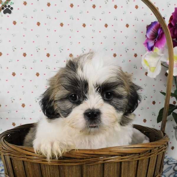 Blackberry, Shih Tzu Puppy