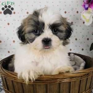Blackberry, Shih Tzu Puppy