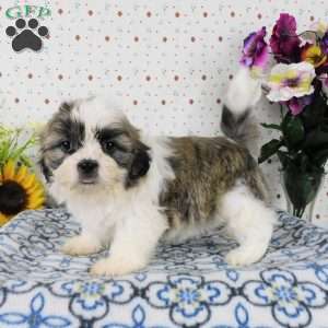 Blackberry, Shih Tzu Puppy