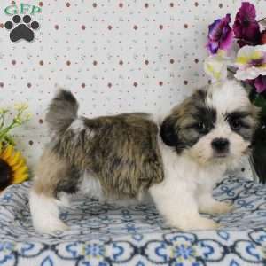 Blackberry, Shih Tzu Puppy