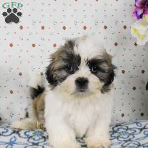 Blackberry, Shih Tzu Puppy