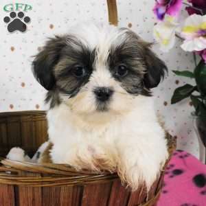 Brownie, Shih Tzu Puppy
