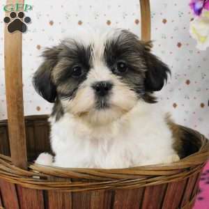 Brownie, Shih Tzu Puppy