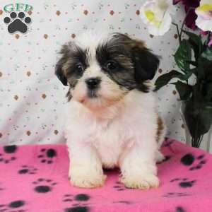 Brownie, Shih Tzu Puppy