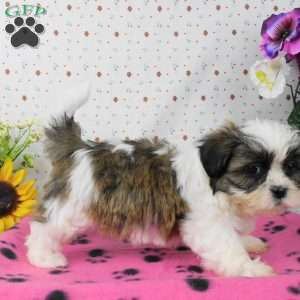 Brownie, Shih Tzu Puppy