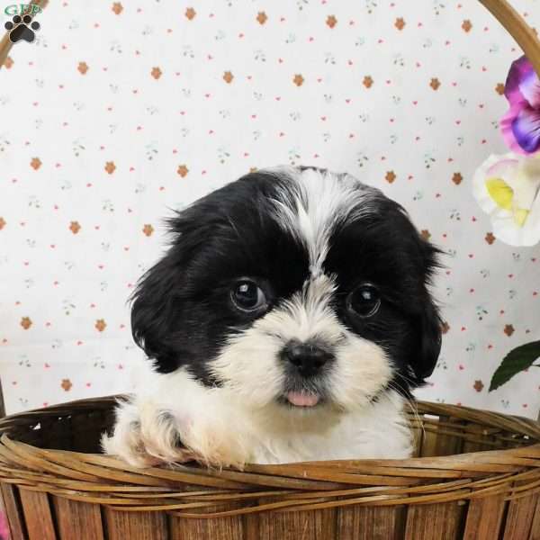 Bushy, Shih Tzu Puppy