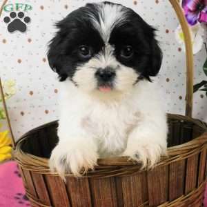 Bushy, Shih Tzu Puppy