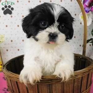 Bushy, Shih Tzu Puppy
