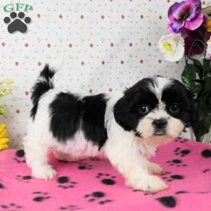 Bushy, Shih Tzu Puppy