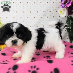 Bushy, Shih Tzu Puppy