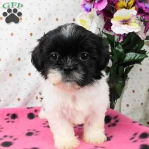 Buttons, Shih Tzu Puppy