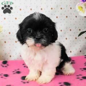 Buttons, Shih Tzu Puppy
