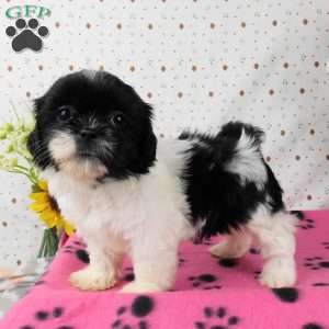 Buttons, Shih Tzu Puppy