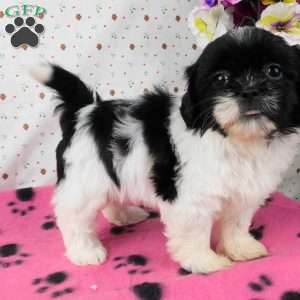 Buttons, Shih Tzu Puppy