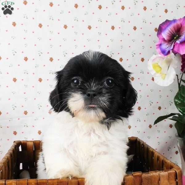 Buttons, Shih Tzu Puppy