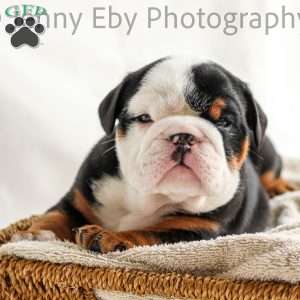 Emilio, English Bulldog Puppy