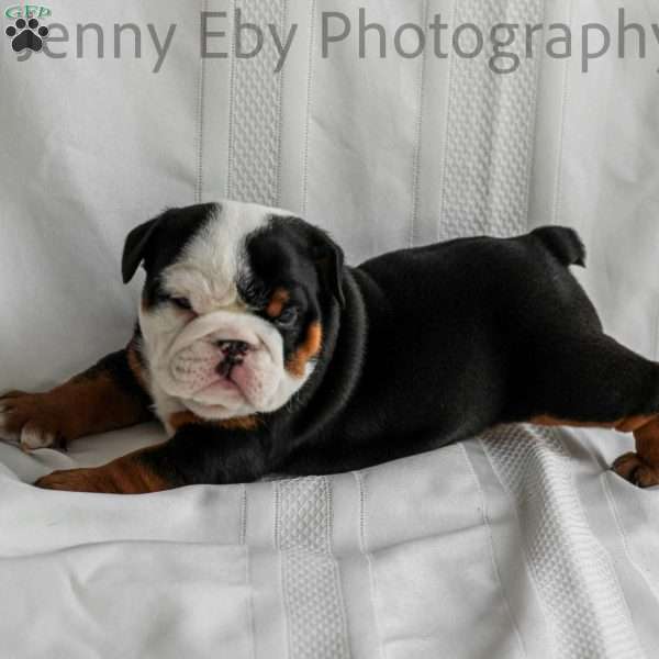 Emilio, English Bulldog Puppy