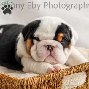 Ollie, English Bulldog Puppy