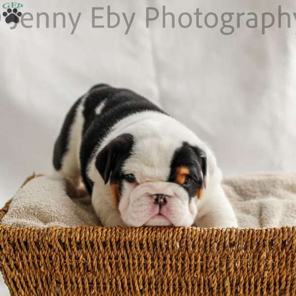 Ollie, English Bulldog Puppy