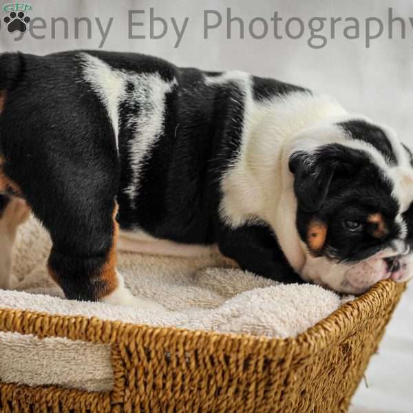 Domino, English Bulldog Puppy