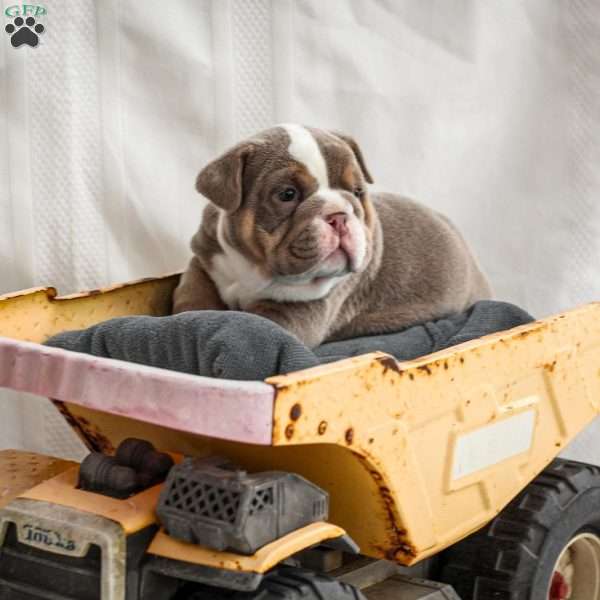 Cashmere, English Bulldog Puppy