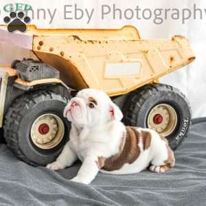 Dino, English Bulldog Puppy