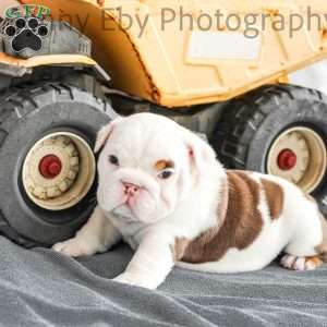 Dino, English Bulldog Puppy