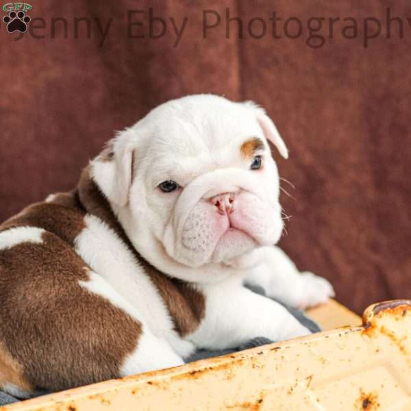 Dino, English Bulldog Puppy
