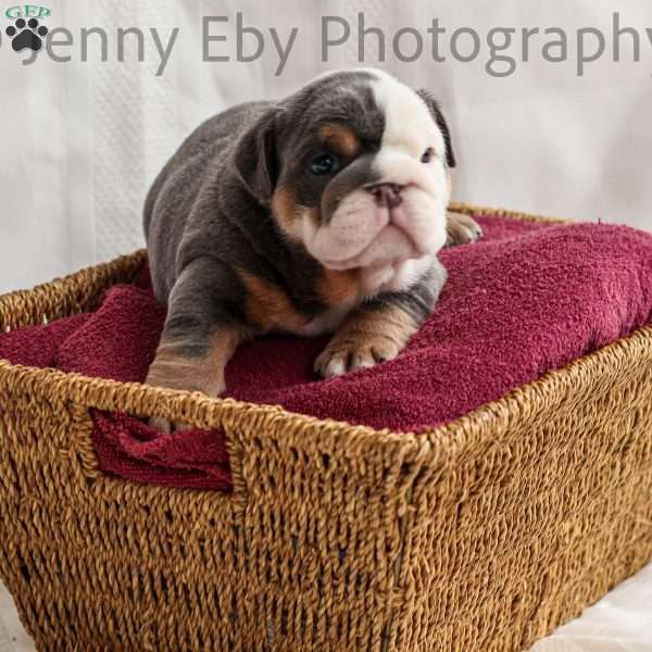 Charli, English Bulldog Puppy