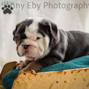 Mick, English Bulldog Puppy