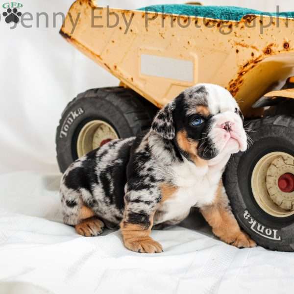 Hector, English Bulldog Puppy
