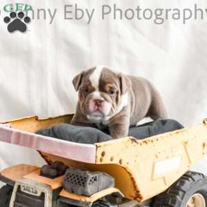 Cashmere, English Bulldog Puppy