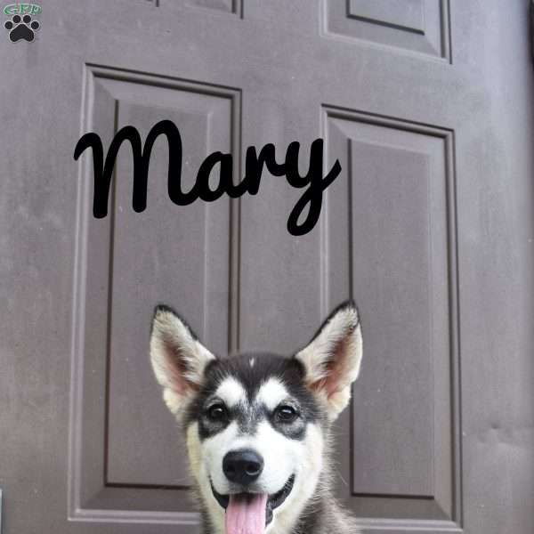 Mary, Alaskan Malamute Puppy