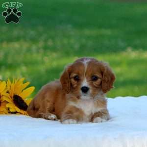 Mackenzie, Cavapoo Puppy