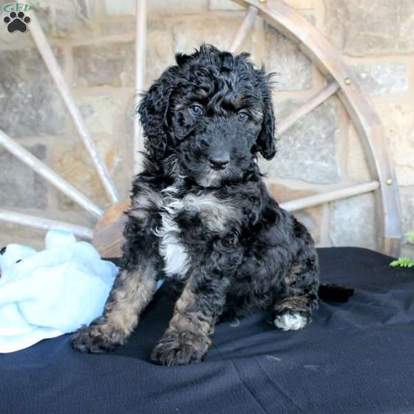 Jack, Mini Labradoodle Puppy