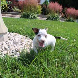 Sheila, Jack Russell Terrier Puppy