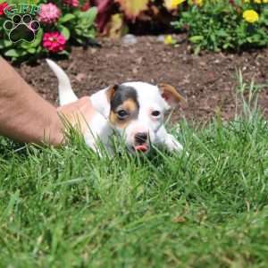 Shelly, Jack Russell Terrier Puppy
