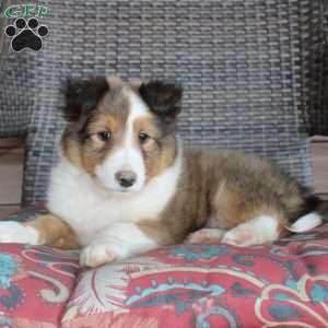 Landis, Sheltie Puppy