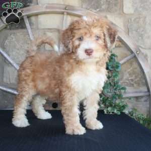 Sorbet, Mini Labradoodle Puppy