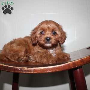Hilda, Cavapoo Puppy