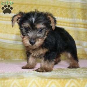 Debbie, Yorkie Puppy
